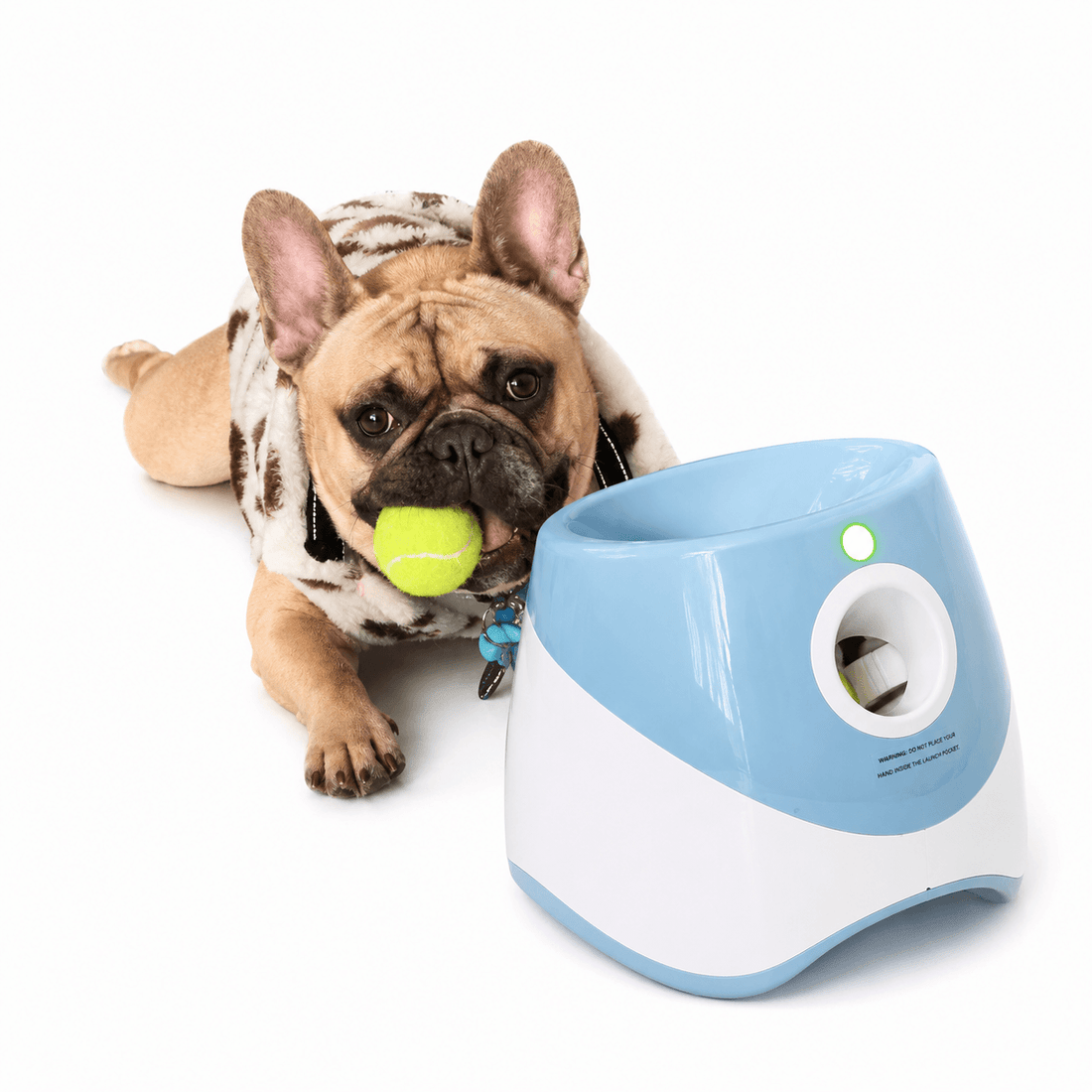 Dog playing indoors with an automatic ball launcher for enrichment