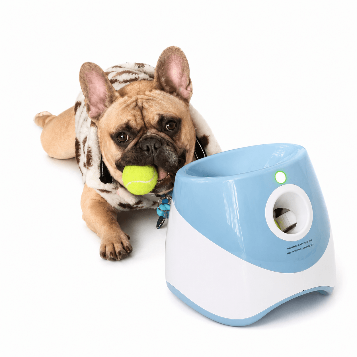 Dog playing indoors with an automatic ball launcher for enrichment