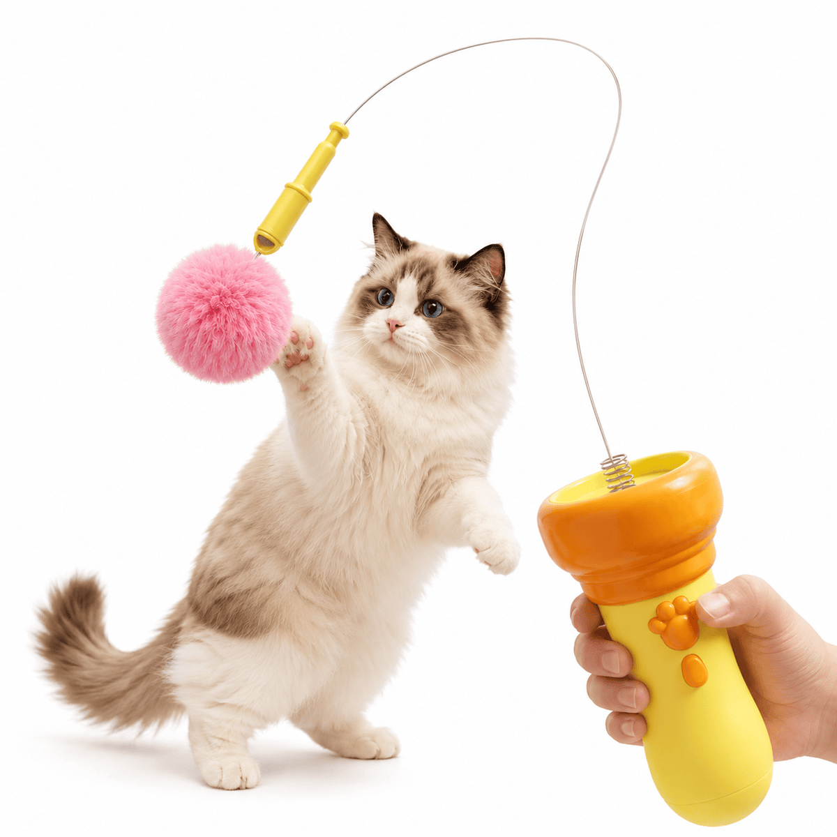 Indoor cat watching a plush ball launcher toy from a safe distance
