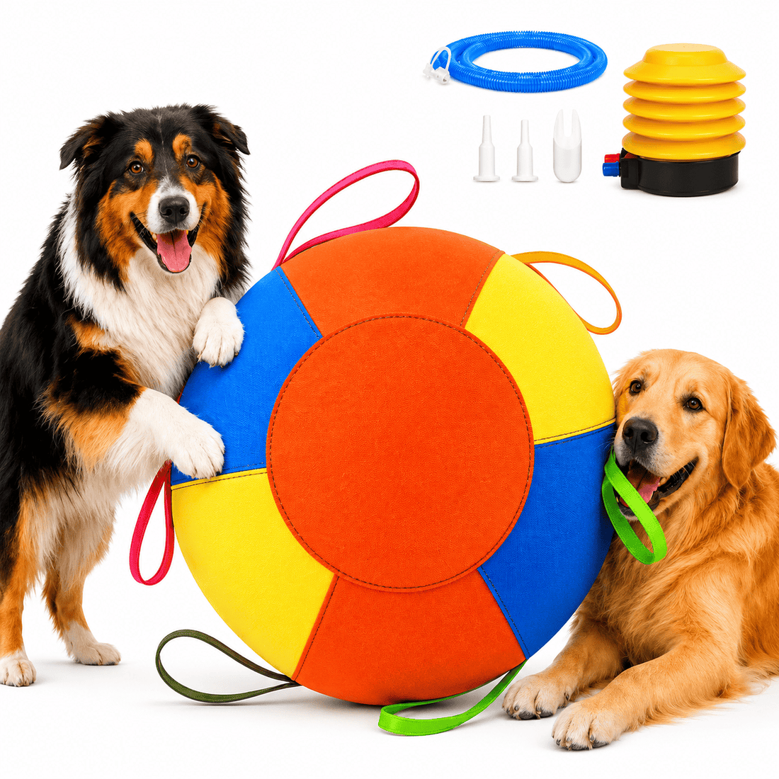 Dog pushing a large herding ball during supervised outdoor play