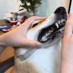 Dog Dental Mouth Opener 2-Pack Fursera