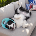 Pet Cooling Fan Hat Fursera