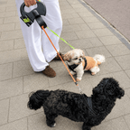 Tangle-Free Two-in-One Retractable Dog Leash