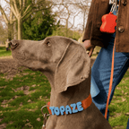 Waterproof Dog Collar with Custom Name Charms
