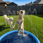 Splash Cooling Dog Splash Pad