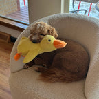 Calming Duck Toy