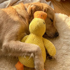 Calming Duck Toy