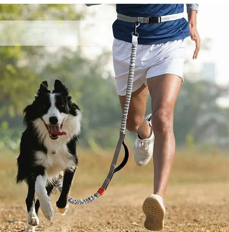 Pet Retractable Belt Leash