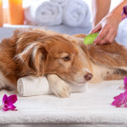 Pet Steam Brush – USB Rechargeable Grooming & Cleaning Tool