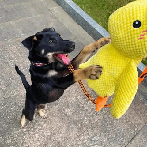 Calming Duck Toy