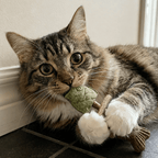 Fish Bone Cat Dental Chew Toy