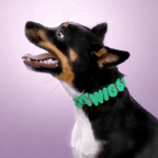 Waterproof Dog Collar with Custom Name Charms